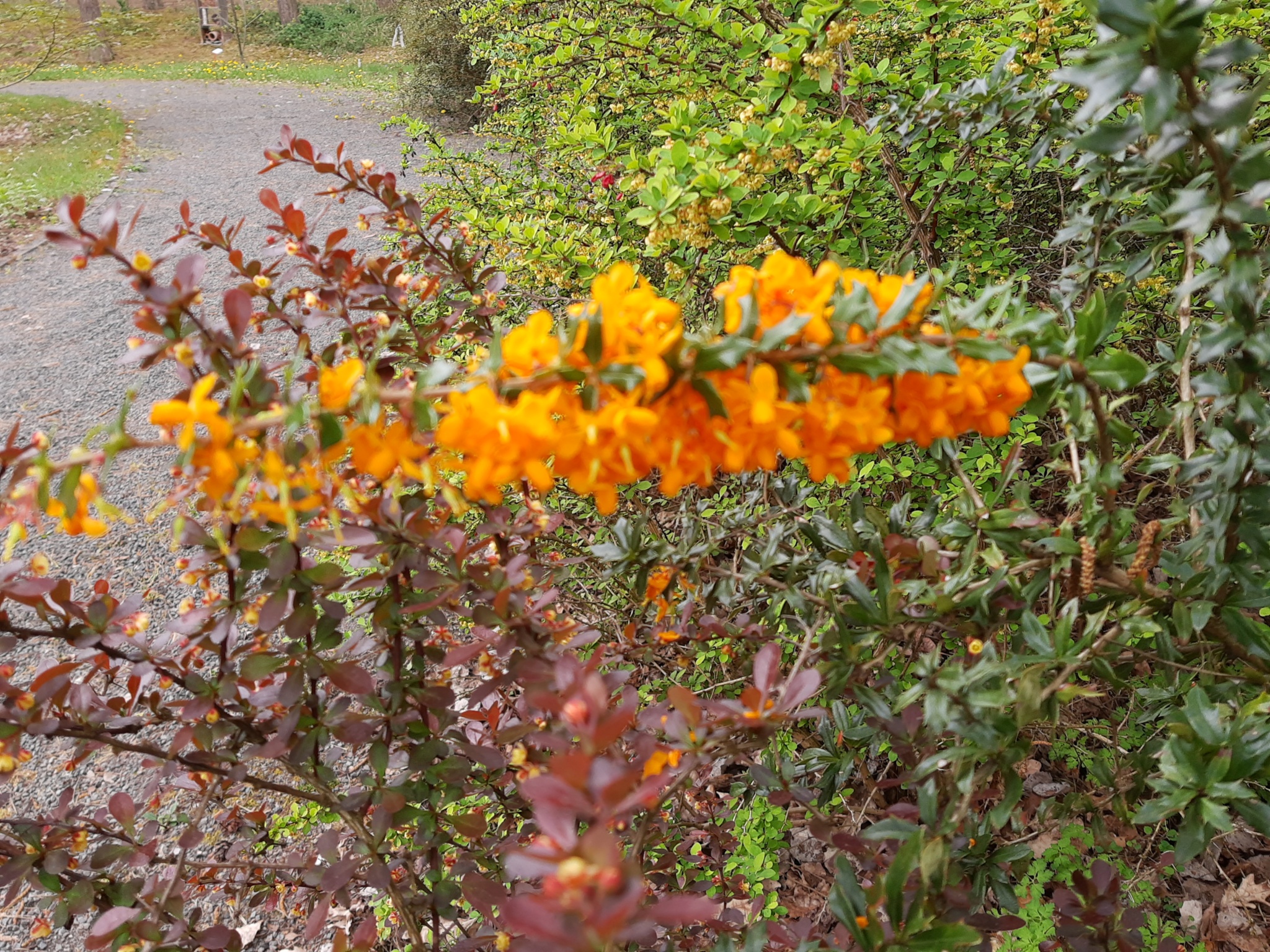 Berberis linearifolia _Orange King_.jpg