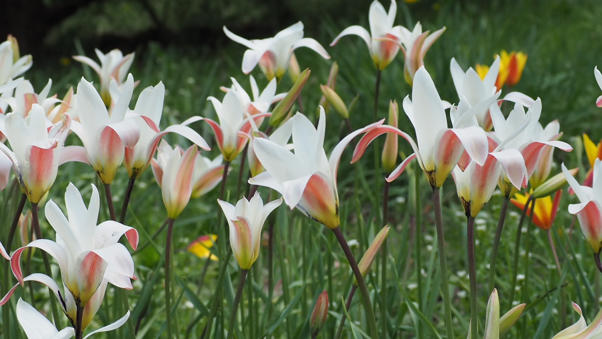 Tulipa clusiana.JPG