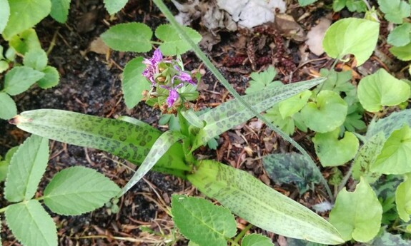 Ogród Botaniczny Uniwersytetu Zielonogórskiego dokłada cegiełkę na rzecz ochrony przyrody