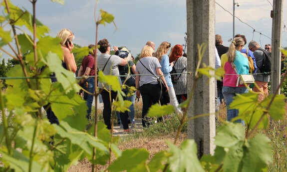 Zwiedzanie uniwersyteckiej winnicy w Kalsku; fot. J. Czarnecka