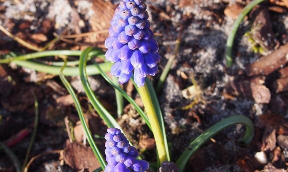 W Ogrodzie Botanicznym Uniwersytetu Zielonogórskiego prawdziwa wiosna!