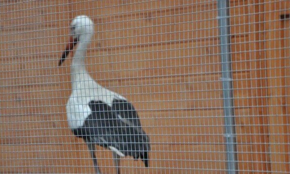 Zagłosuj na budowę woliery w Ogrodzie Botanicznym UZ